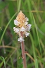 IMG_5390_Broomrape